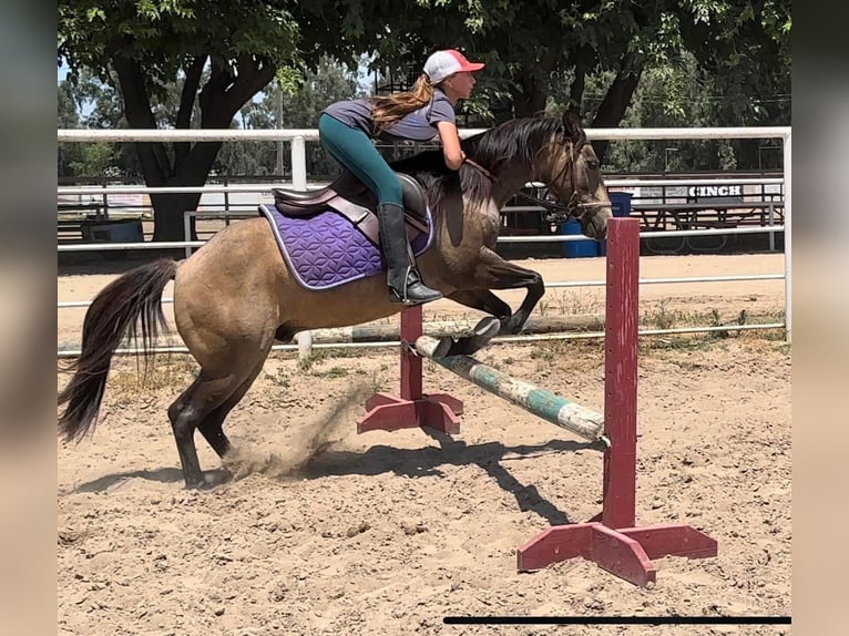 American Quarter Horse Castrone 10 Anni 132 cm Pelle di daino in Lincoln CA