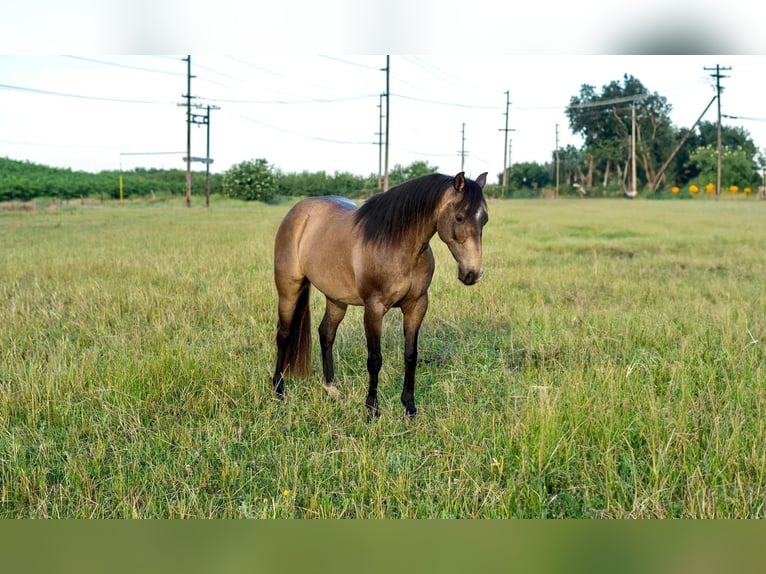 American Quarter Horse Castrone 10 Anni 132 cm Pelle di daino in Lincoln CA