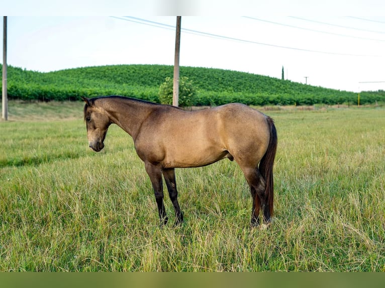 American Quarter Horse Castrone 10 Anni 132 cm Pelle di daino in Lincoln CA