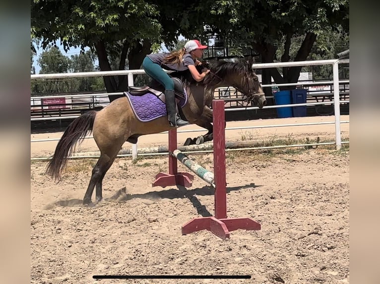 American Quarter Horse Castrone 10 Anni 132 cm Pelle di daino in Lincoln CA