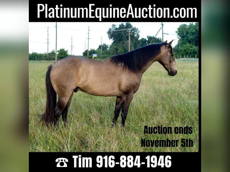 American Quarter Horse Castrone 10 Anni 132 cm Pelle di daino in Lincoln CA