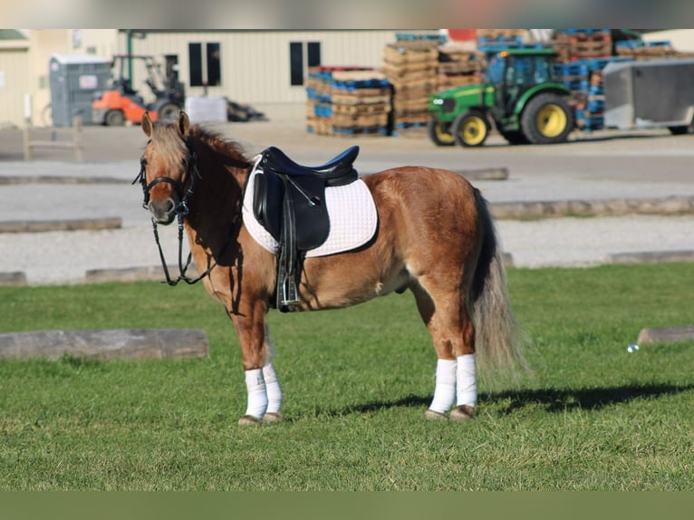 American Quarter Horse Mix Castrone 10 Anni 132 cm Pelle di daino in Millersburg
