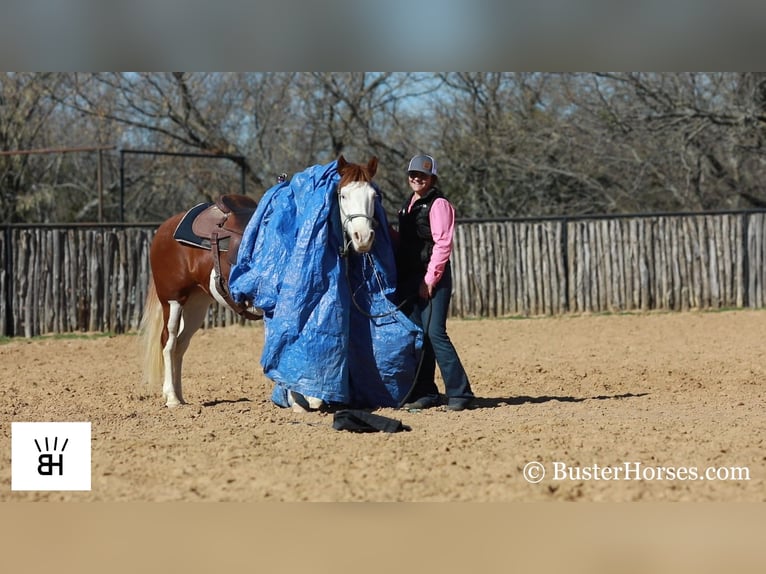 American Quarter Horse Castrone 10 Anni 132 cm Sauro ciliegia in Weatherford TX