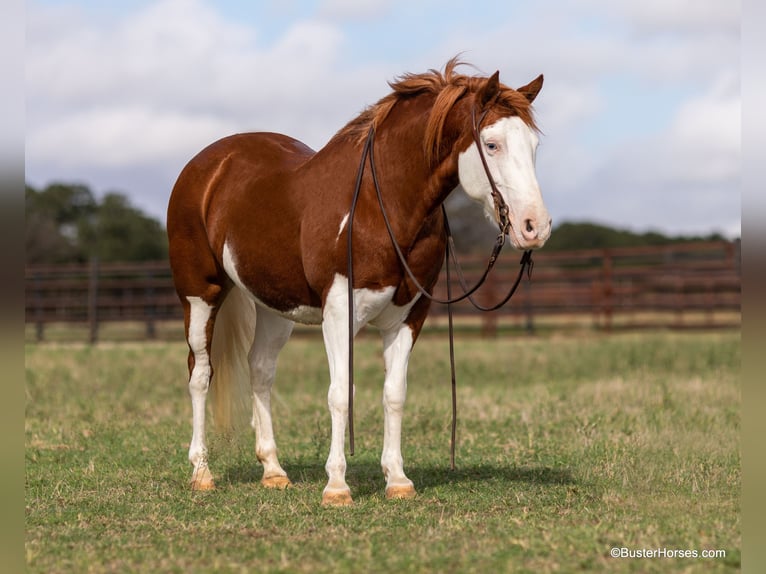 American Quarter Horse Castrone 10 Anni 132 cm Sauro ciliegia in Weatherford TX