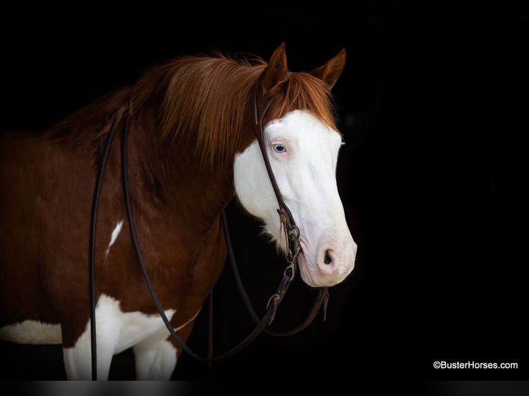 American Quarter Horse Castrone 10 Anni 132 cm Sauro ciliegia in Weatherford TX