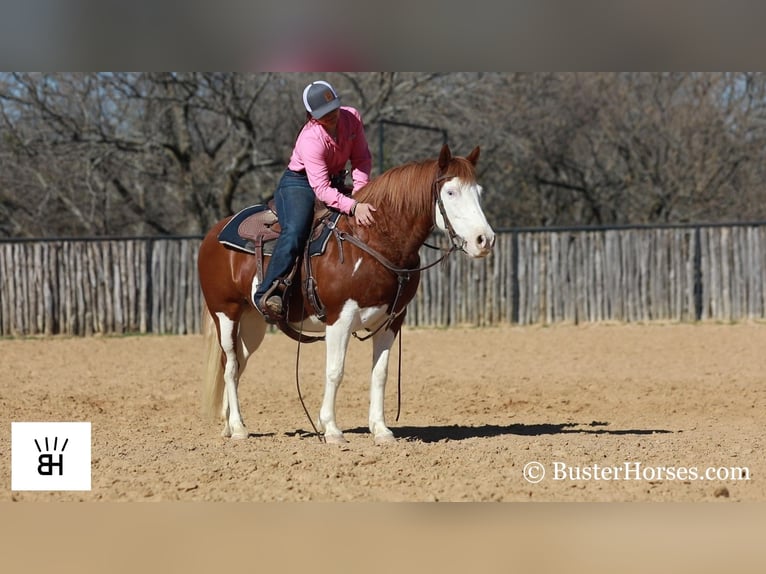 American Quarter Horse Castrone 10 Anni 132 cm Sauro ciliegia in Weatherford TX