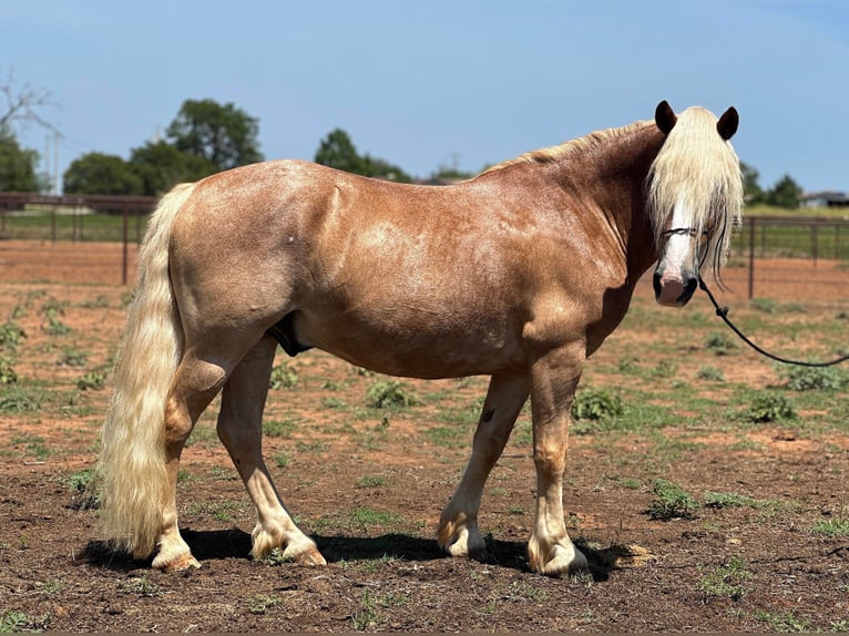 American Quarter Horse Castrone 10 Anni 135 cm Sauro ciliegia in Byers TX