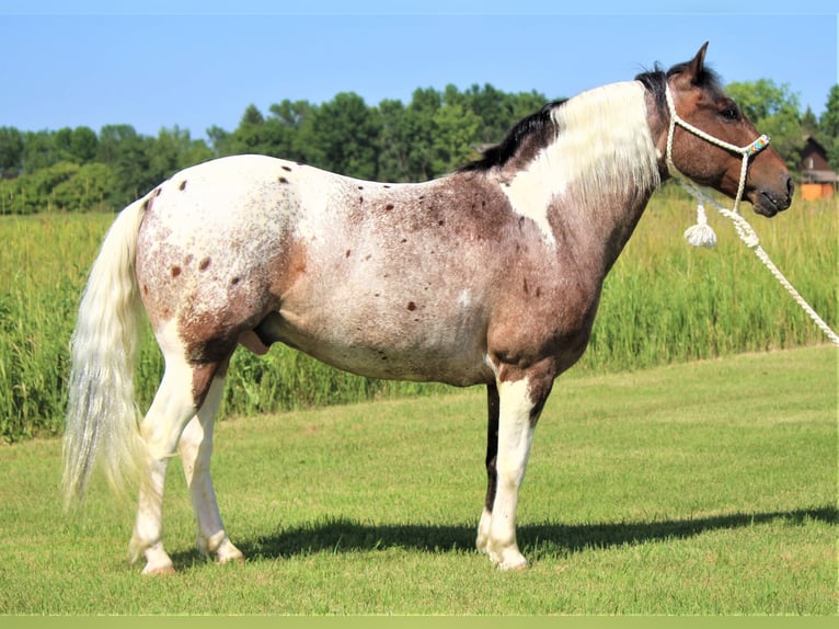 American Quarter Horse Castrone 10 Anni 135 cm Sauro scuro in Rusk TX