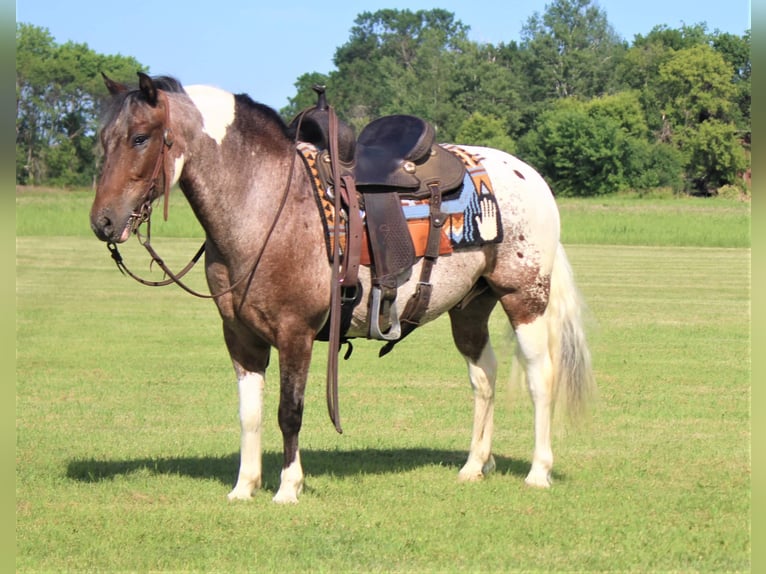 American Quarter Horse Castrone 10 Anni 135 cm Sauro scuro in Rusk TX