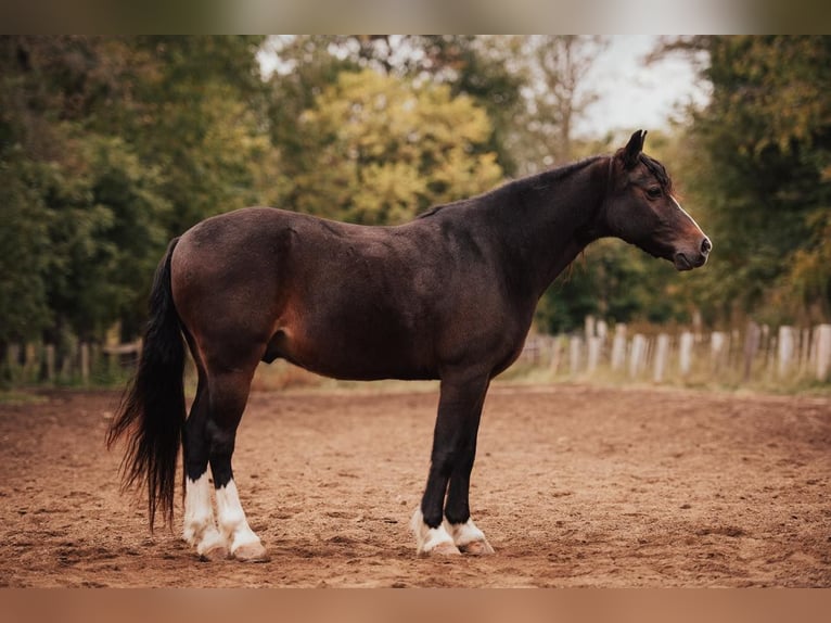 American Quarter Horse Castrone 10 Anni 137 cm Baio ciliegia in Berea KY