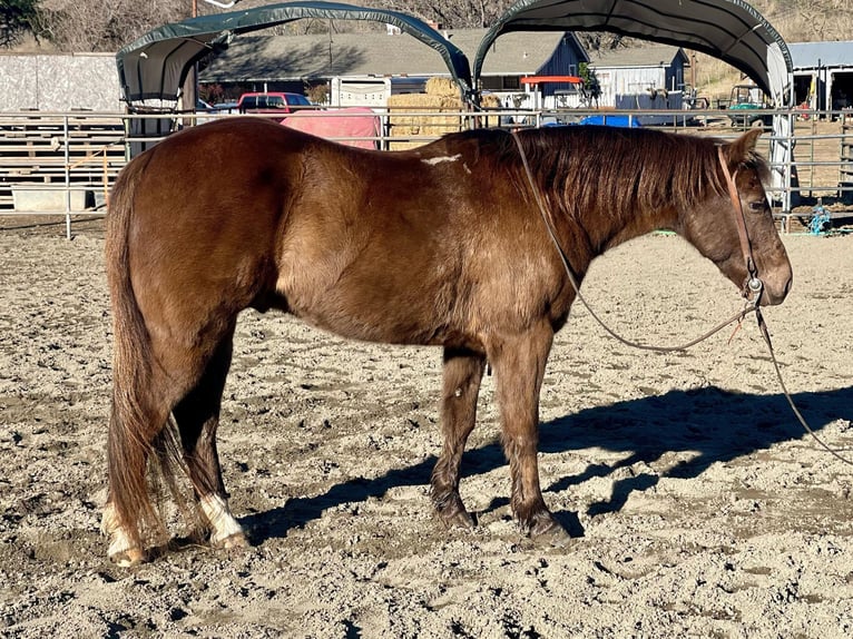 American Quarter Horse Castrone 10 Anni 137 cm Baio in Bitterwater CA