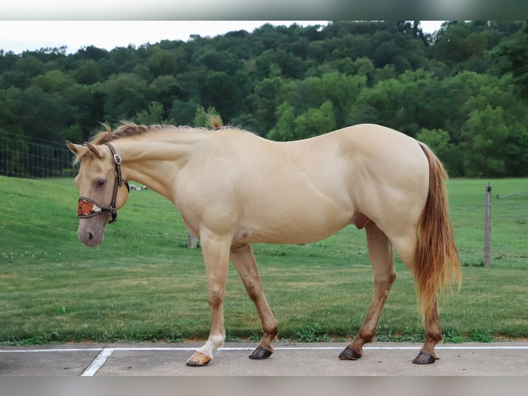 American Quarter Horse Castrone 10 Anni 140 cm Champagne in Dundee