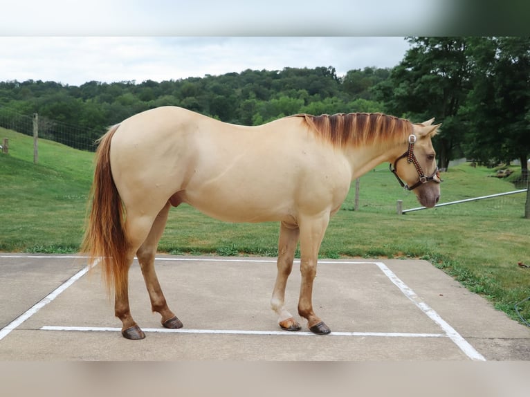 American Quarter Horse Castrone 10 Anni 140 cm Champagne in Dundee