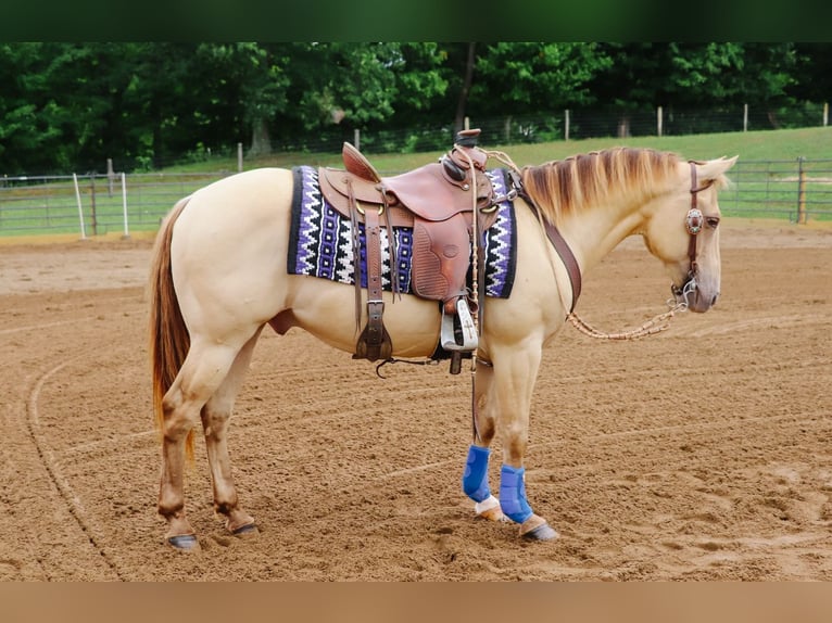 American Quarter Horse Castrone 10 Anni 140 cm Champagne in Dundee