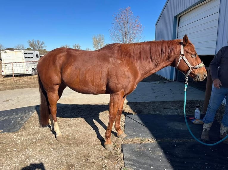 American Quarter Horse Castrone 10 Anni 142 cm Baio in Fort worth Texas