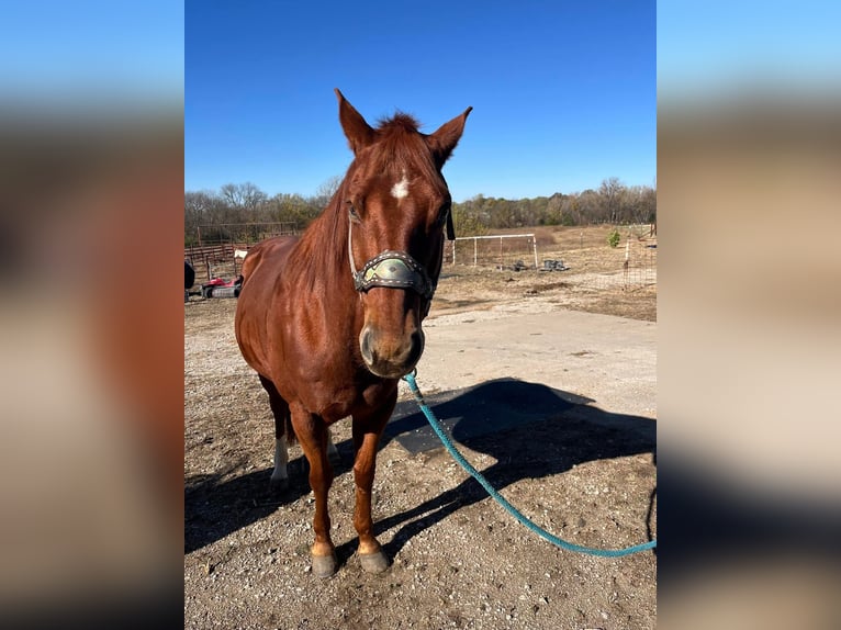 American Quarter Horse Castrone 10 Anni 142 cm Baio in Fort worth Texas