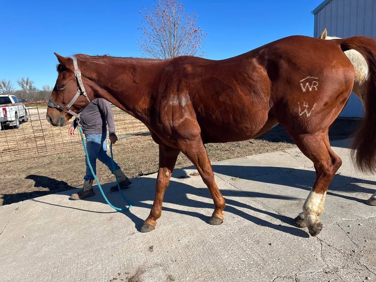 American Quarter Horse Castrone 10 Anni 142 cm Baio in Fort worth Texas