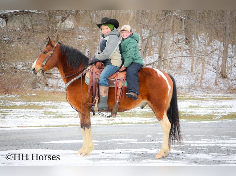 American Quarter Horse Castrone 10 Anni 142 cm Baio ciliegia in Flemingsburg KY