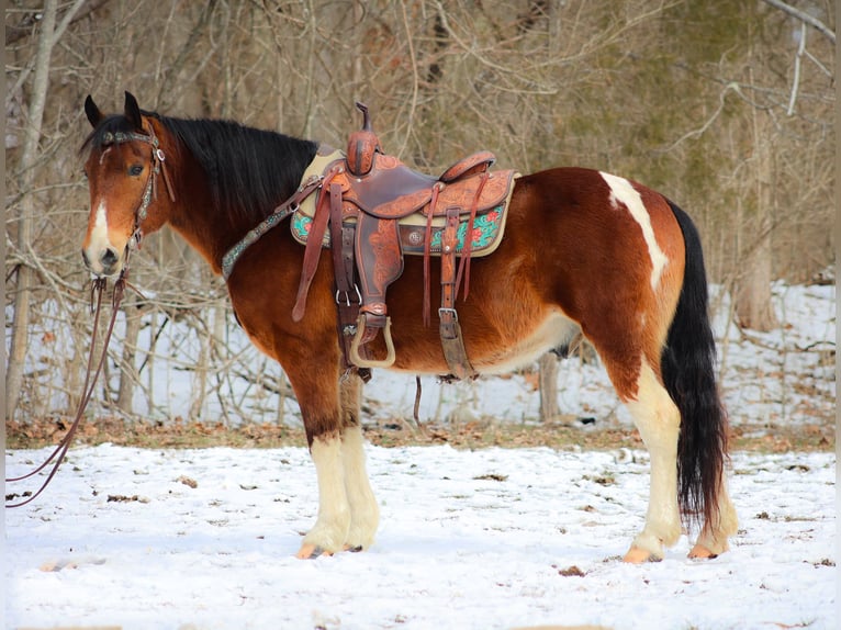 American Quarter Horse Castrone 10 Anni 142 cm Baio ciliegia in Flemingsburg KY