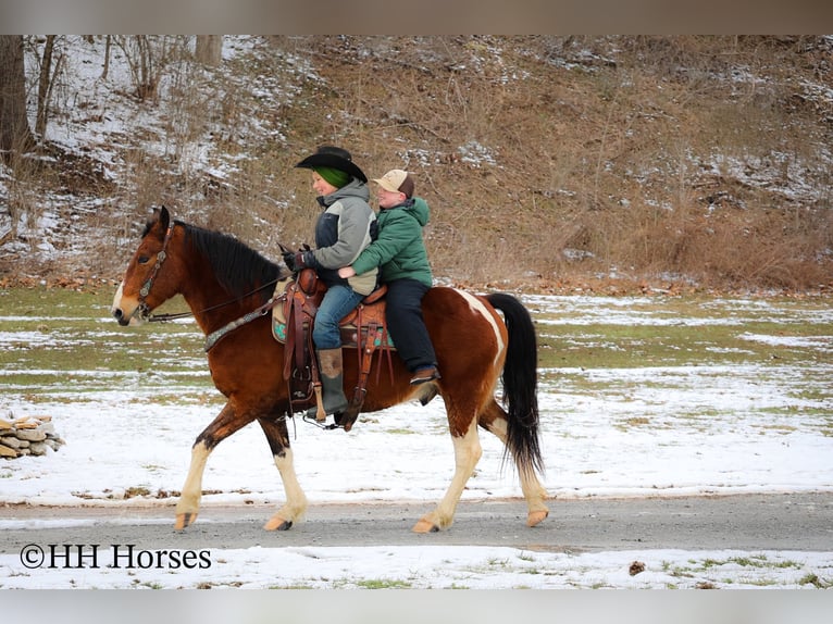 American Quarter Horse Castrone 10 Anni 142 cm Baio ciliegia in Flemingsburg KY