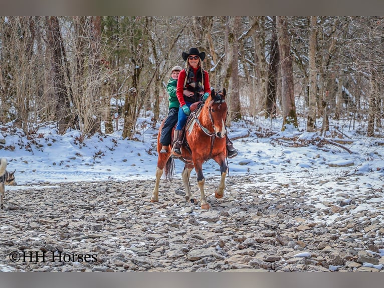 American Quarter Horse Castrone 10 Anni 142 cm Baio ciliegia in Flemingsburg KY