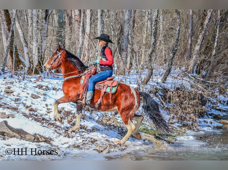 American Quarter Horse Castrone 10 Anni 142 cm Baio ciliegia in Flemingsburg KY