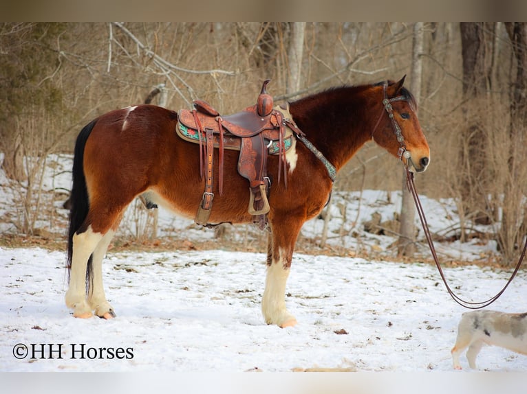 American Quarter Horse Castrone 10 Anni 142 cm Baio ciliegia in Flemingsburg KY