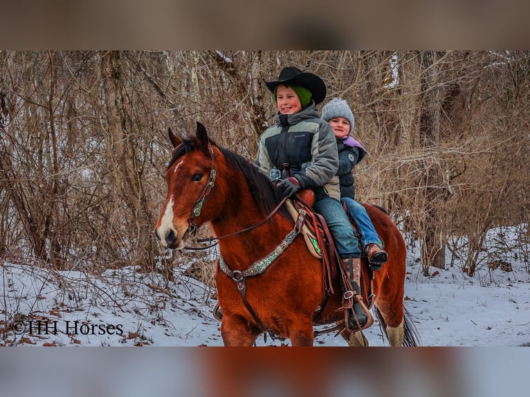 American Quarter Horse Castrone 10 Anni 142 cm Baio ciliegia in Flemingsburg KY