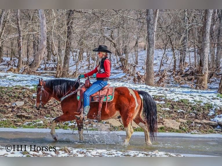 American Quarter Horse Castrone 10 Anni 142 cm Baio ciliegia in Flemingsburg KY