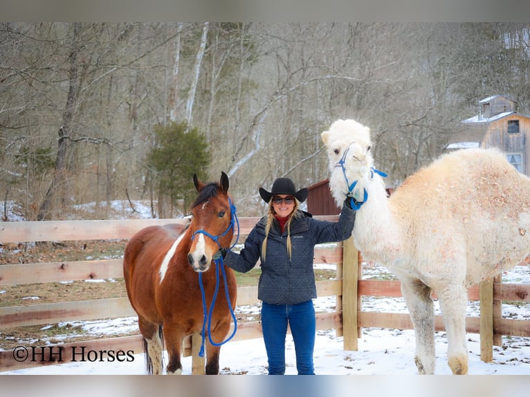 American Quarter Horse Castrone 10 Anni 142 cm Baio ciliegia in Flemingsburg KY