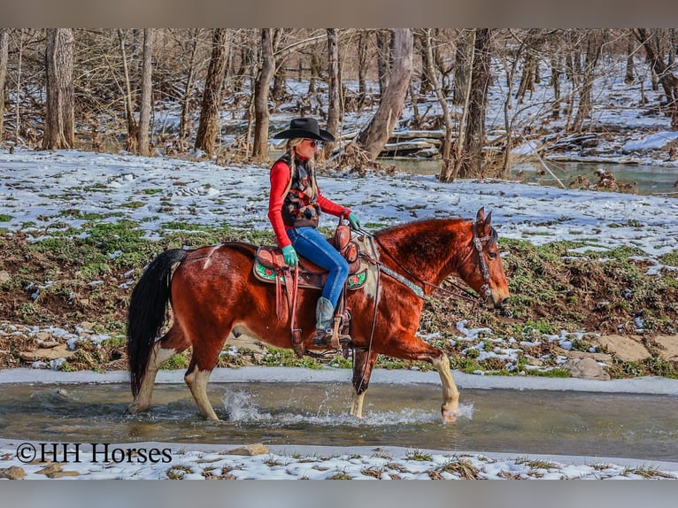 American Quarter Horse Castrone 10 Anni 142 cm Baio ciliegia in Flemingsburg KY