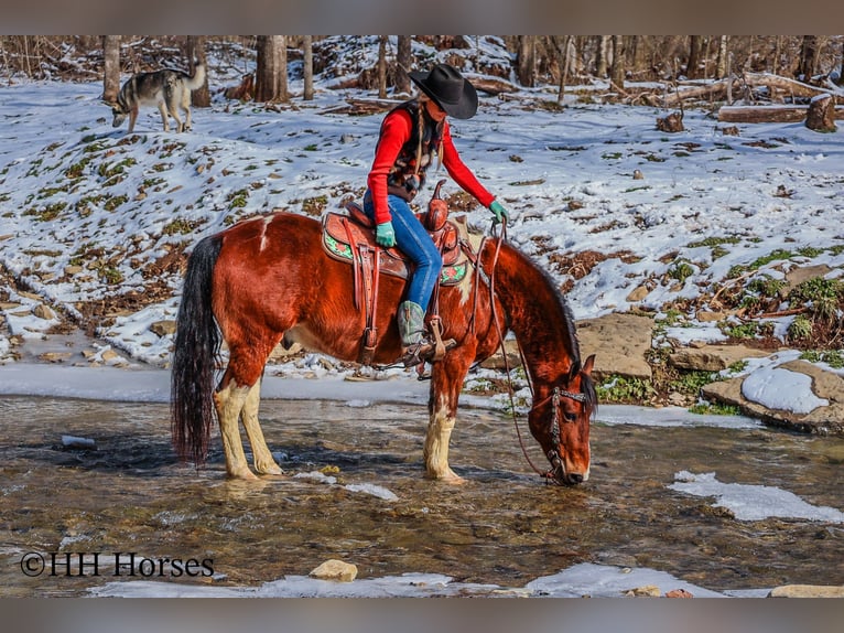 American Quarter Horse Castrone 10 Anni 142 cm Baio ciliegia in Flemingsburg KY