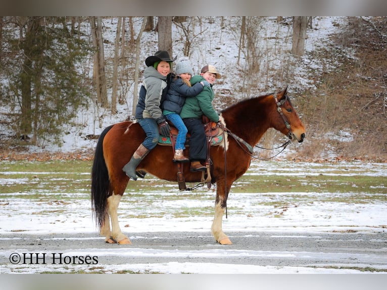 American Quarter Horse Castrone 10 Anni 142 cm Baio ciliegia in Flemingsburg KY