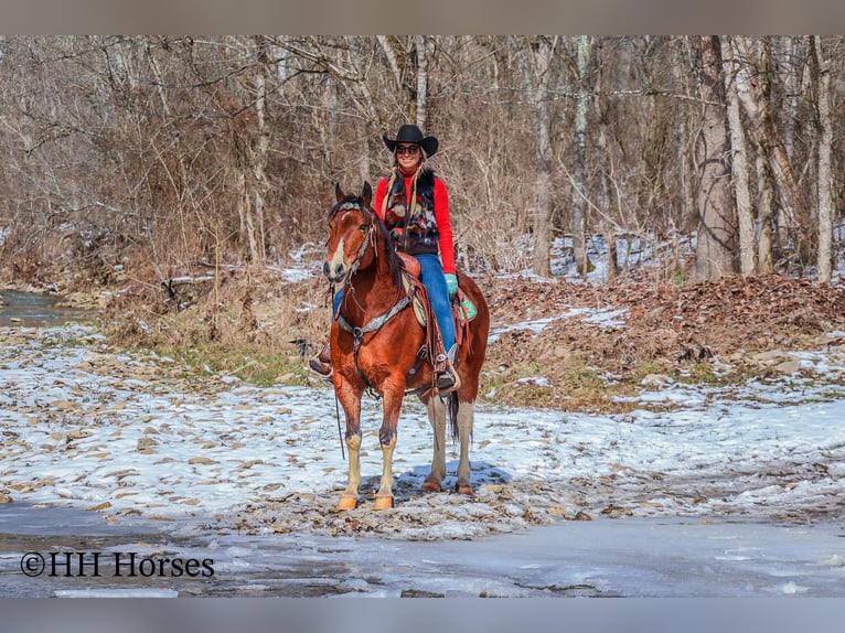 American Quarter Horse Castrone 10 Anni 142 cm Baio ciliegia in Flemingsburg KY