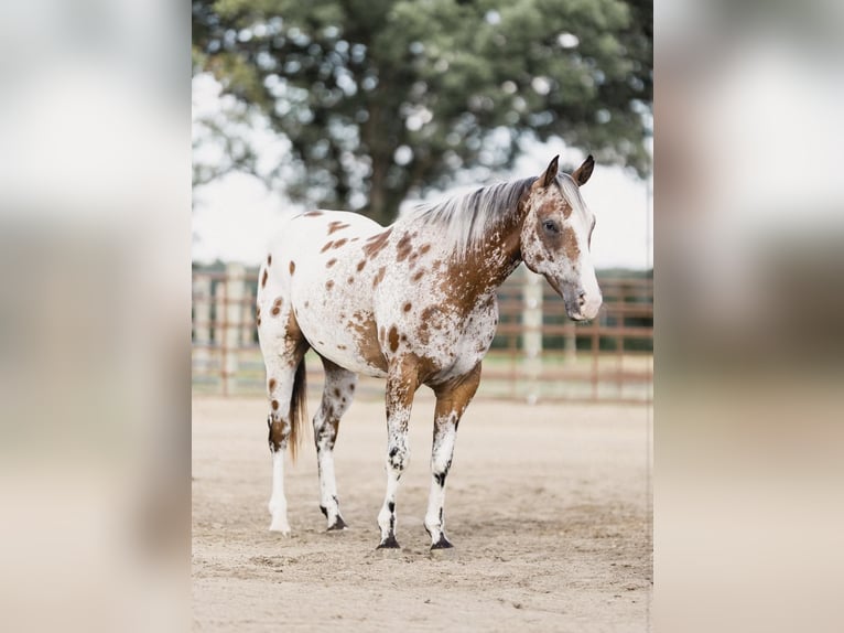 American Quarter Horse Castrone 10 Anni 142 cm Baio ciliegia in North Judson IN