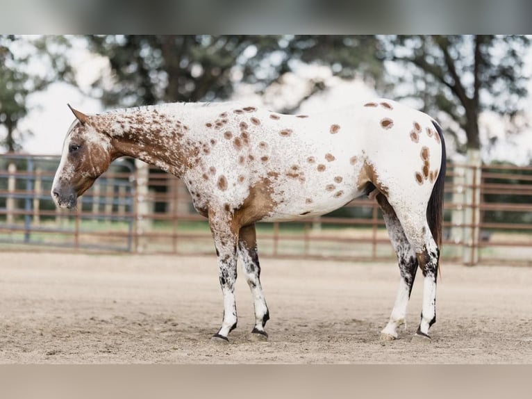 American Quarter Horse Castrone 10 Anni 142 cm Baio ciliegia in North Judson IN