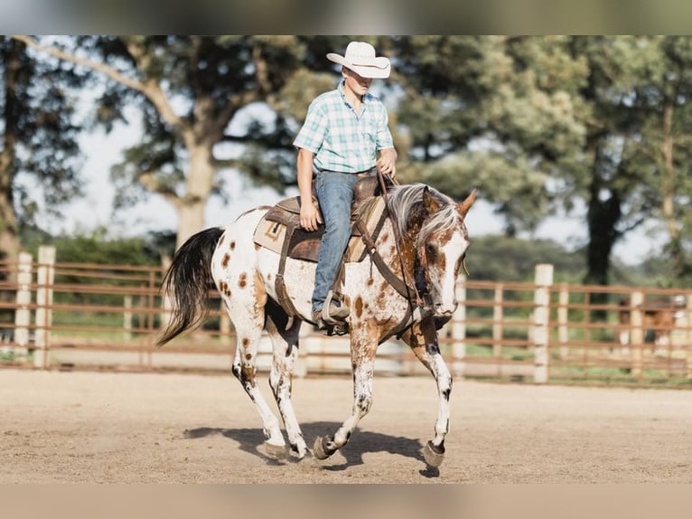 American Quarter Horse Castrone 10 Anni 142 cm Baio ciliegia in North Judson IN