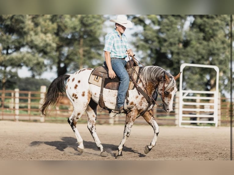 American Quarter Horse Castrone 10 Anni 142 cm Baio ciliegia in North Judson IN