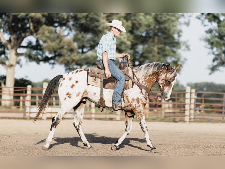 American Quarter Horse Castrone 10 Anni 142 cm Baio ciliegia in North Judson IN