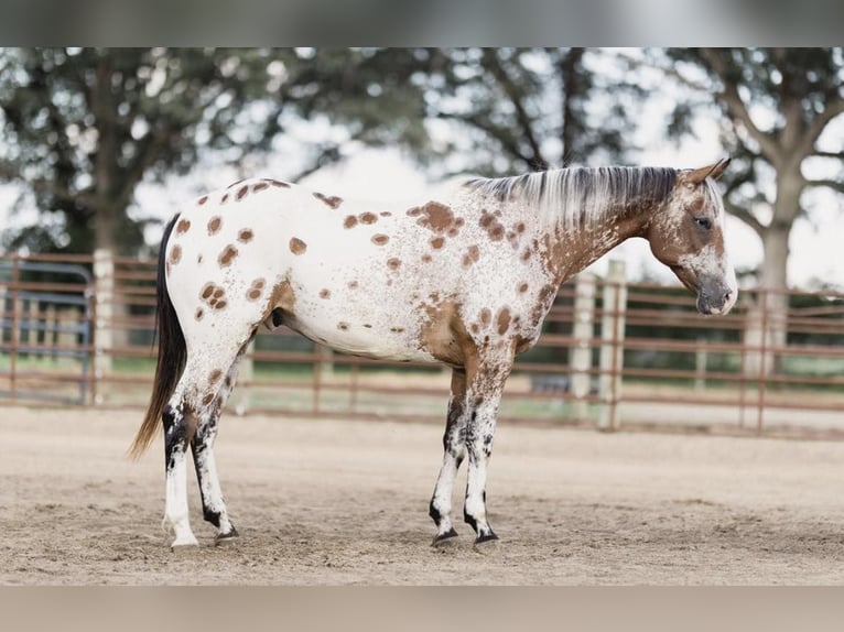 American Quarter Horse Castrone 10 Anni 142 cm Baio ciliegia in North Judson IN