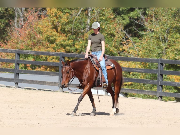 American Quarter Horse Castrone 10 Anni 142 cm Baio ciliegia in Clover, SC