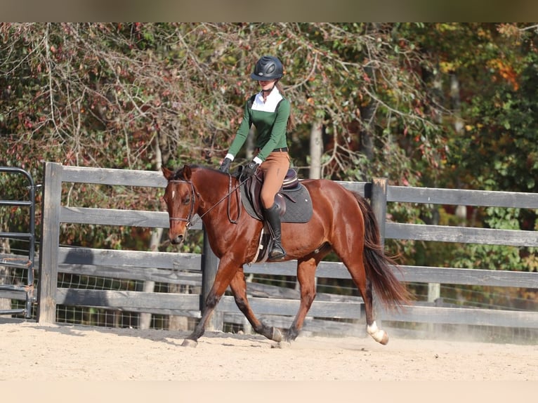 American Quarter Horse Castrone 10 Anni 142 cm Baio ciliegia in Clover, SC