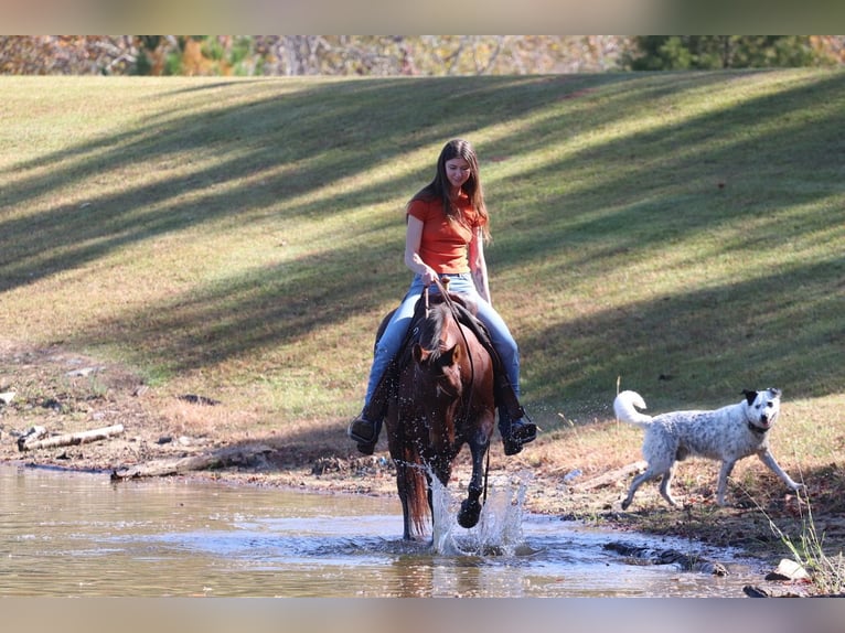 American Quarter Horse Castrone 10 Anni 142 cm Baio ciliegia in Clover, SC