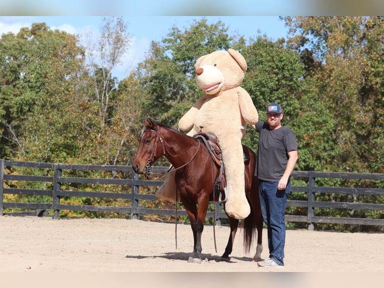 American Quarter Horse Castrone 10 Anni 142 cm Baio ciliegia in Clover, SC