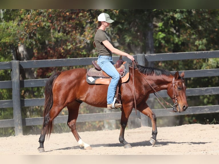 American Quarter Horse Castrone 10 Anni 142 cm Baio ciliegia in Clover, SC