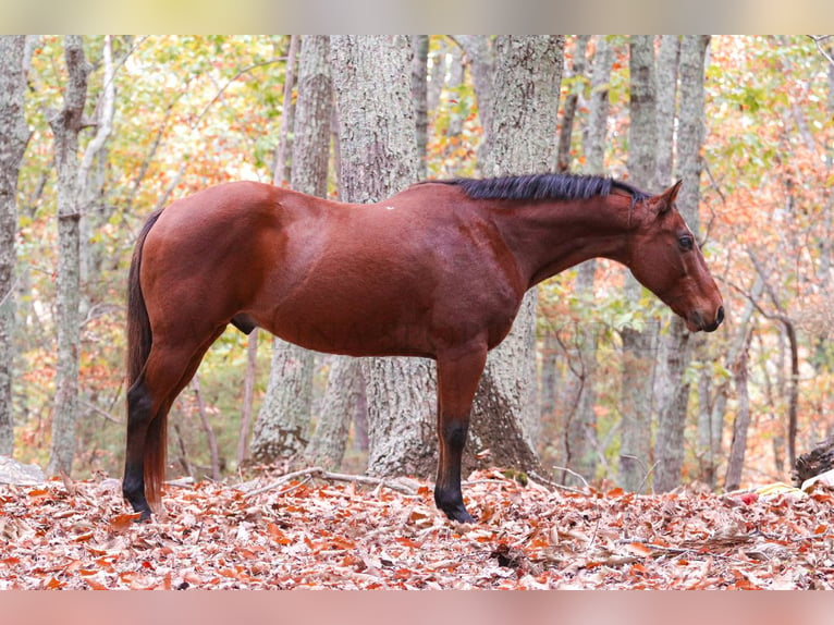 American Quarter Horse Castrone 10 Anni 142 cm Baio ciliegia in Clover, SC