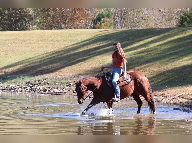 American Quarter Horse Castrone 10 Anni 142 cm Baio ciliegia in Clover, SC