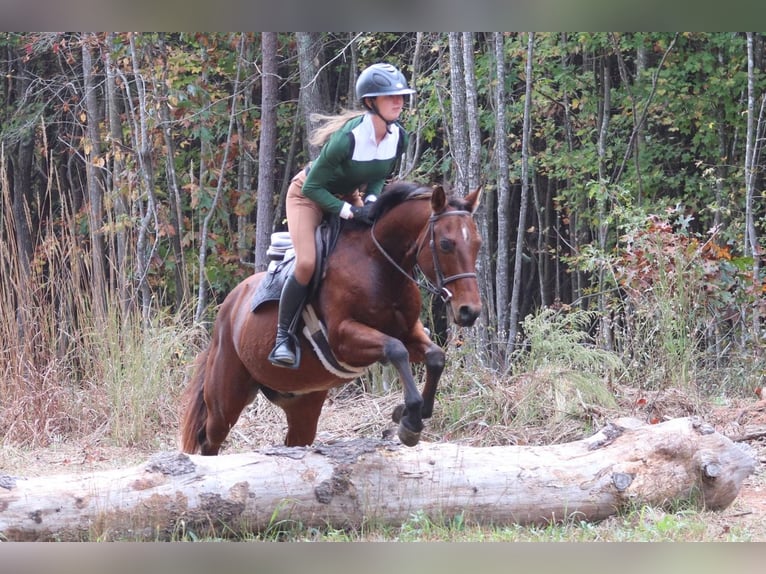 American Quarter Horse Castrone 10 Anni 142 cm Baio ciliegia in Clover, SC