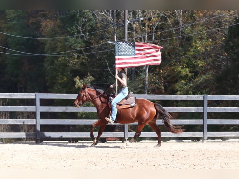 American Quarter Horse Castrone 10 Anni 142 cm Baio ciliegia in Clover, SC