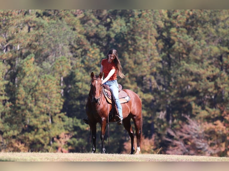 American Quarter Horse Castrone 10 Anni 142 cm Baio ciliegia in Clover, SC